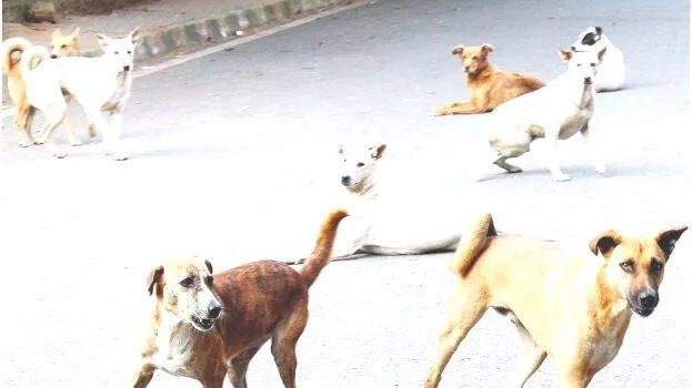 dog