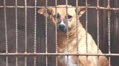 dog