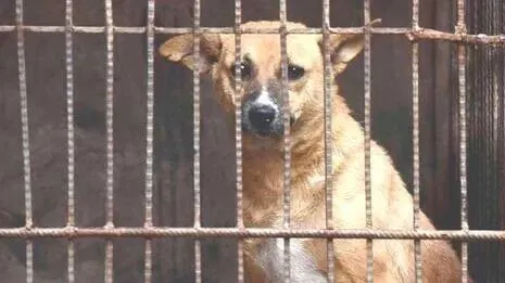 dog