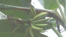 kerala