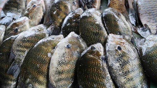 karimeen