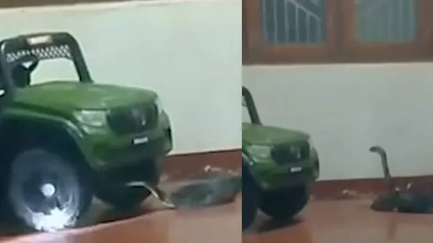 snake