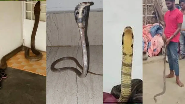snake