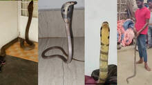 snake-saviour-by-destiny-this-man-lives-with-40-serpents