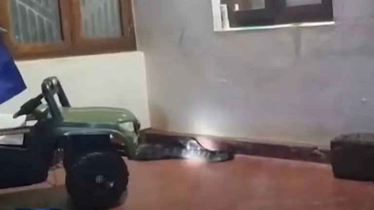 snake-1