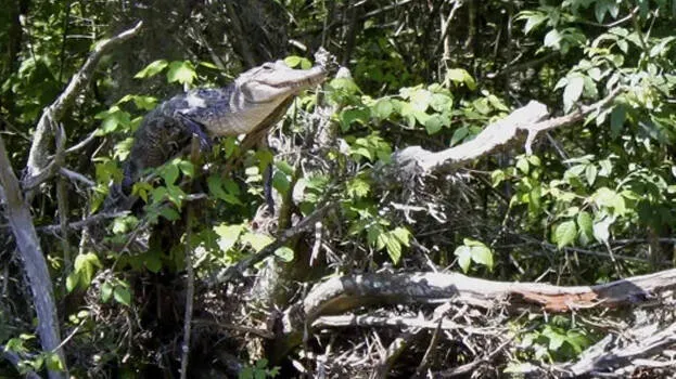 crocodile