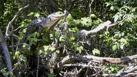 crocodile