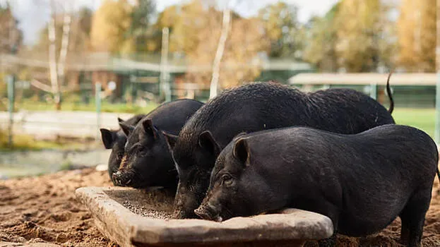 pig