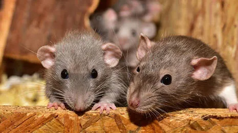 rat