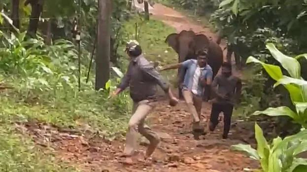 elephant