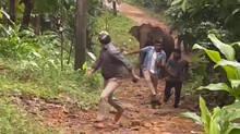 wild-elephants-in-kothamangalam
