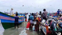 chellanam-harbor-sees-bountiful-catch-of-natholi-and-small-fish