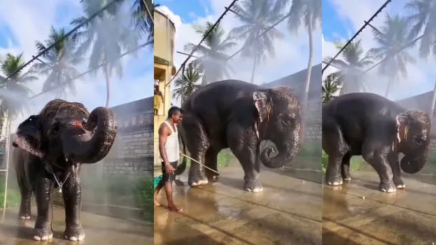 elephant
