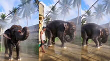 elephant