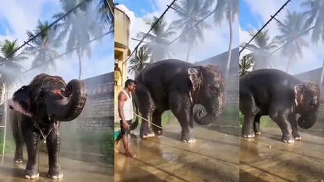 elephant