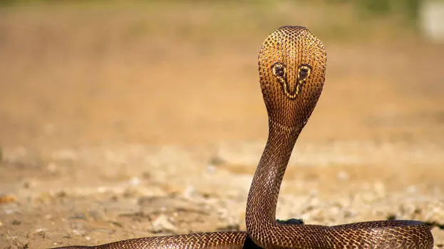 cobra