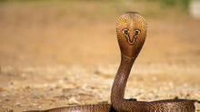 cobra