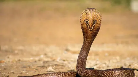 cobra