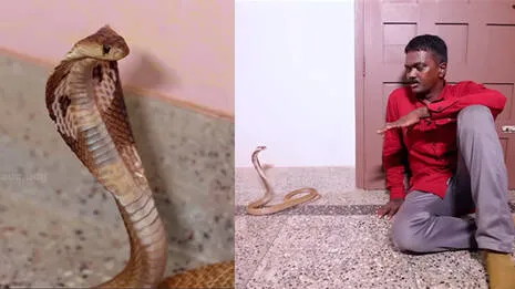 snake-