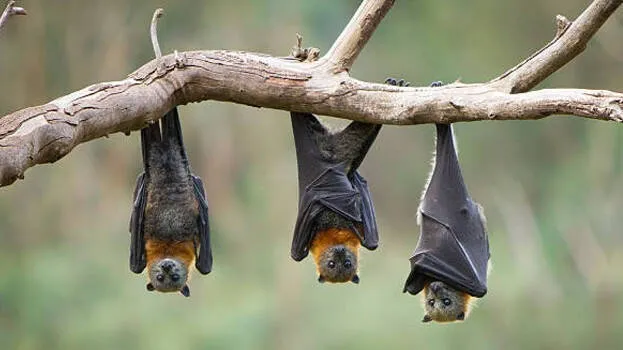 bats