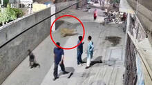 escaped-pet-lion-attacks-woman-and-children-lahore-pakistan