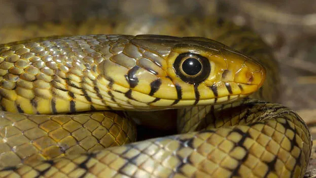 rat-snake