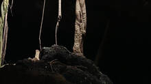 cave