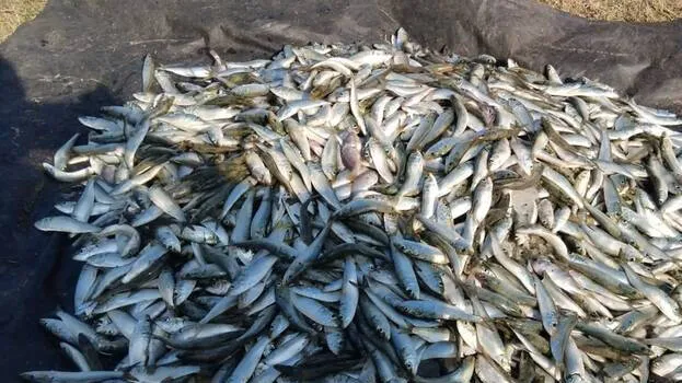 fish