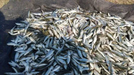 fish