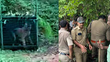 tiger-that-killed-tapping-worker-in-kalikavu-caught-after-53-days