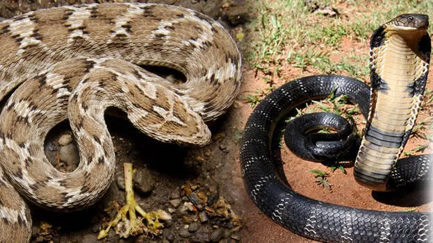 snake