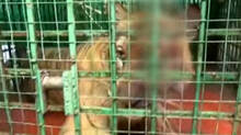 health-condition-of-tiger-in-malappuram