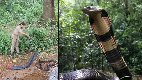 king-cobra