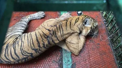 tiger