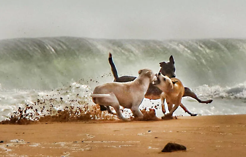 dog