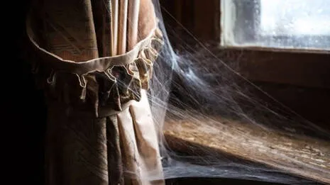spidernet