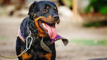 rottweiler-dog-attack-75-year-old-woman-in-dehradun