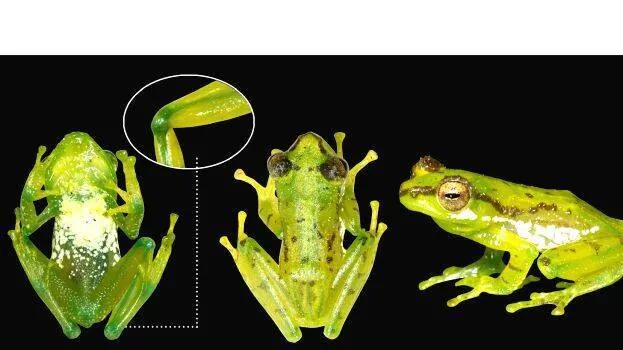 frog-1