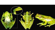 frog