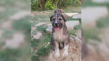 dog-saves-67-people-from-landlside-in-himachal-pradesh