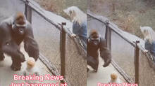 zoo
