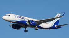 honey-bee-attack-in-airport-and-here-is-what-heppened-to-indigo-airline