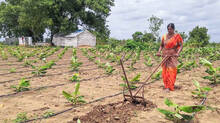 tamilnadu