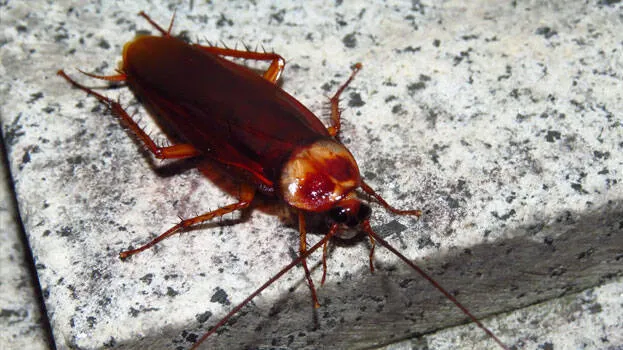 cockroaches