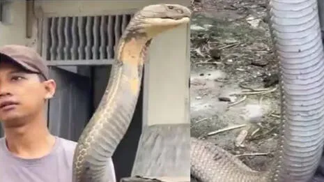 cobra