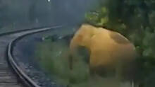 train-halted-for-over-two-hours-as-pregnant-elephant-delivers-baby
