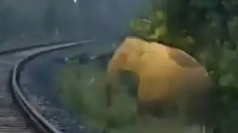 elephant