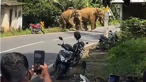 elephants
