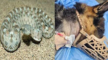 pet-dog-attacked-viper-snake-and-here-is-what-happened-after-one-month