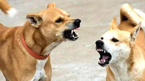 stray-dog